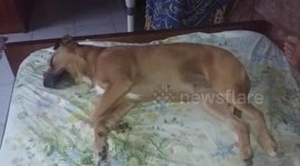 Dog can't stop running in her sleep