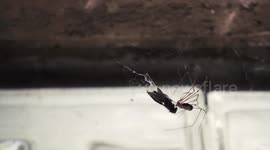 Spider preparing a fly for dinner