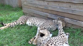 Is this the most patient cheetah in the world?