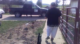 Mindy the Turkey Whisperer with Baby Turkeys at Sunrise Sanctuary