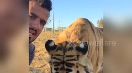 Newsflare Edit - Feeding TIGERS FACE TO FACE