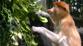 Proboscis monkey patiently feeds on leaves from branches