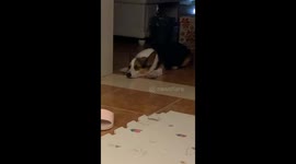 The Corgi Pretends to Plays the Piano to the Melody