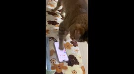 Cat Takes Selfies on TikTok