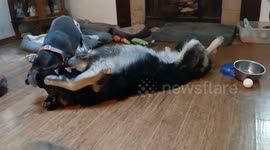 Izzy, my pit mix  and Moose, my Burmese Mountain mix having some playtime in the house. They are best friends