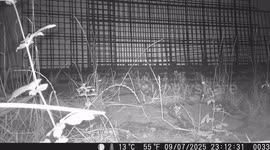 Mouse Caught on My Property – A Surprising Visitor