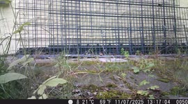 Chicken Spotted on My Property – Unexpected Visitor