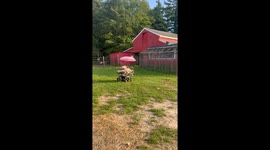Kiki is using her motorized wheelchair at Don’t Forget Us, Pet Us where she lives with other special needs animals. She received her motorized just for her chair July 1 to kick off disability pride month that the sanctuary takes very seriously!