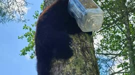 Bear Freed After Getting Pretzel Container Stuck on Head