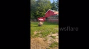 Lamb born unable to walk learns to operate motorised chair to move around