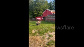 Lamb born unable to walk learns to operate motorised chair to move around