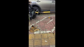 Leashed cat calmly sits beside scooter in Guangdong, China