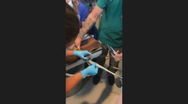 Vets remove long potty pad from boa constrictor's stomach