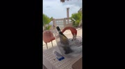 temp