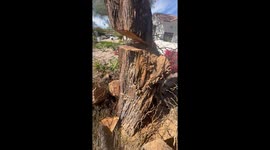 Water spurts from tree's trunk, man believes roots have tapped into homeowner's water lines