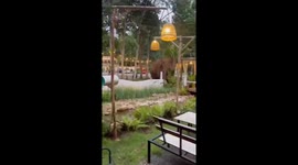 Wild elephant wanders down to village for food