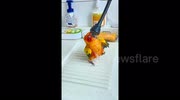 temp