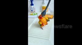 Parrot utterly relaxed as it baths under owner's tap