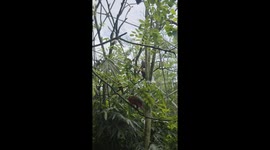 Scarlet macaws perch on holidaymaker at zoo