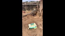 Farmer shows the terrifying task of collecting crocodile eggs from mother reptile