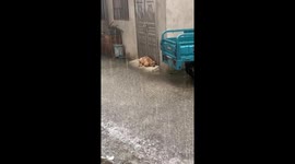 Dog shelters on raised step during street flooding in Jiangxi, China