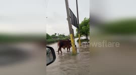 India: Motorbikes And Bicycles Navigating Flooded Streets In India