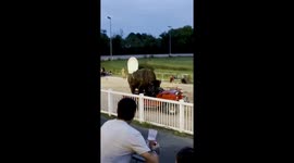 a bison drives in a car in a bizarre Bastille day celebration in France