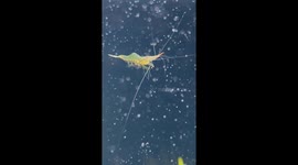 The Flight of a Red Nose Shrimp