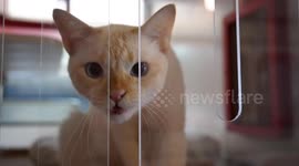 Cat hotel decorated in stunning traditional Chinese style