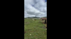 Horse Shakes Head on Grassland