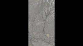 Twin Trees of the Qiantang