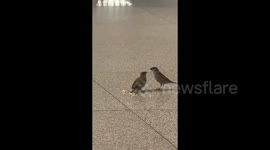 Sparrow feeds instant noodles to chick