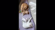temp