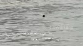 Rescue teams save grandmother swept away by strong current in river