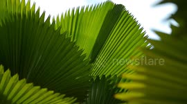 Palas Kipas Tree (Licuala Grandis) is a decorative tree for the yard