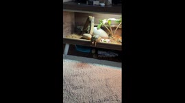 Free-spirited tortoise in a complicated position after falling on its back