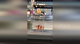 Australia: Nemo-Type Fish Evolved Based On How Far They Roam, Scientists Say