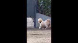 Pet dog gets stuck between gate grills while trying to sneak out