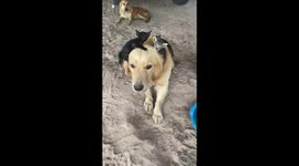 Kittens climb over unfazed pet Golden Retriever