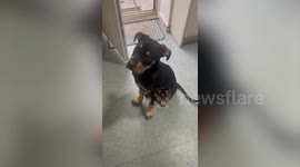 Dog swallows 12 inch arrow in one gulp - after mistaking it for a Dentastix