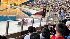 Zoo staff trick volunteer into sit-up contest with walrus during show