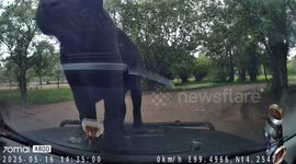 Leopard and black panther leap onto family’s car at safari park