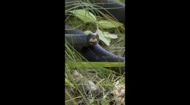 Northern Black Racer Spotted at Blackwater National Wildlife Refuge