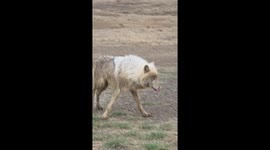 Being approached by an Arctic Wolf
