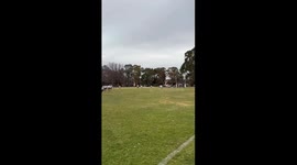 Only in Australia! Rugby game interrupted by mob of kangaroos