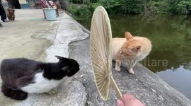 Cats pause their fight whenever handheld fan is placed between them