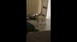 Kitty left red-faced, owner's laughter sparks feline displeasure