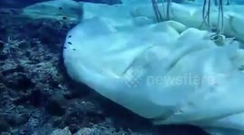 Philippine authorities slam coral damage 'caused by Chinese ships'