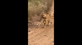 Lioness carries cub along safari road in Nairobi National Park, Nairobi, Kenya