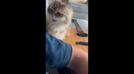 Siberian cat surprises with snake-like meow in Amsterdam, Netherlands